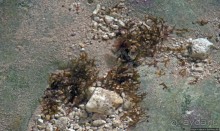 Пещеры живых цветов