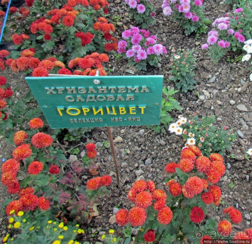 Альбом отзыва "Ежегодный "Бал хризантем" в Никитском Ботаническом саду"