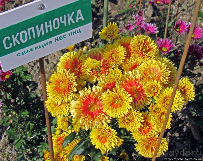 Альбом отзыва "Ежегодный "Бал хризантем" в Никитском Ботаническом саду"