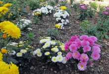 Альбом отзыва "Ежегодный "Бал хризантем" в Никитском Ботаническом саду"