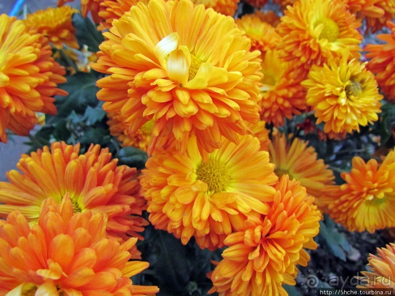 Ежегодный "Бал хризантем" в Никитском Ботаническом саду