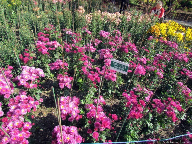 Ежегодный "Бал хризантем" в Никитском Ботаническом саду