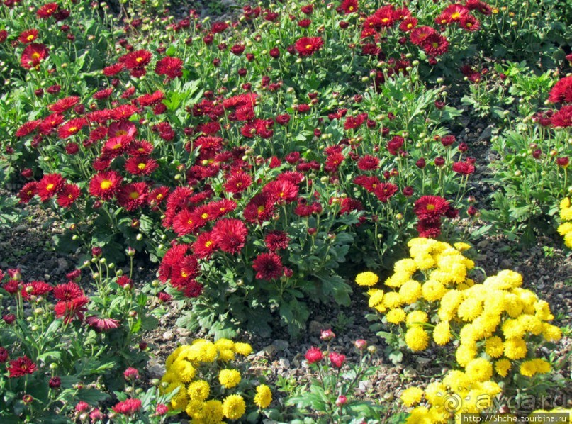 Ежегодный "Бал хризантем" в Никитском Ботаническом саду