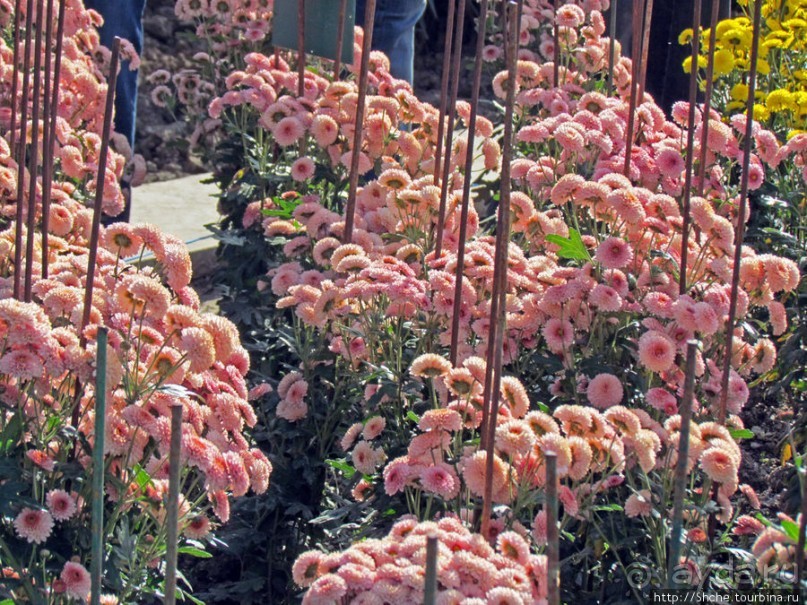 Ежегодный "Бал хризантем" в Никитском Ботаническом саду