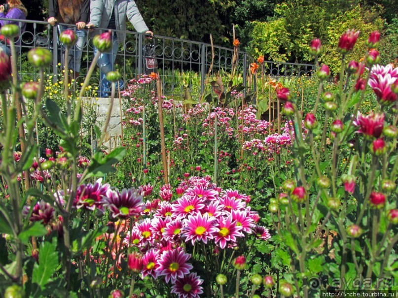 Ежегодный "Бал хризантем" в Никитском Ботаническом саду