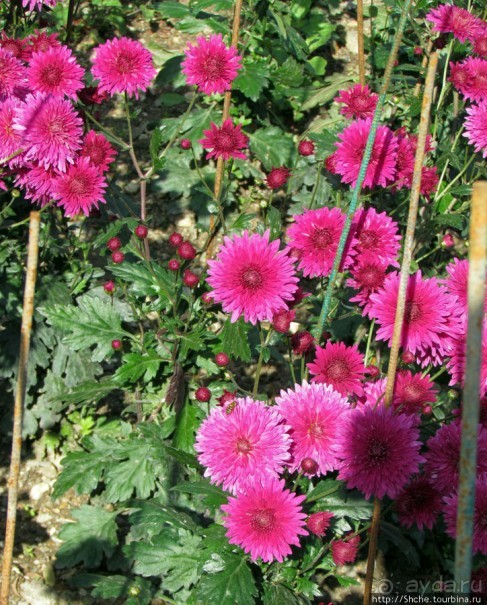 Ежегодный "Бал хризантем" в Никитском Ботаническом саду