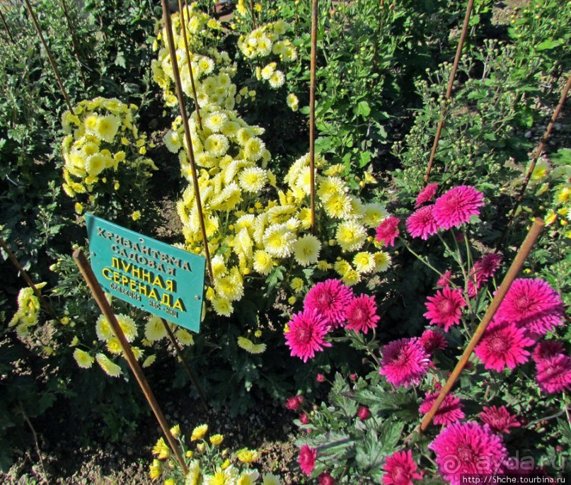 Ежегодный "Бал хризантем" в Никитском Ботаническом саду