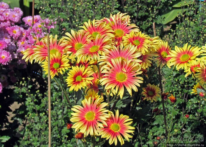 Ежегодный "Бал хризантем" в Никитском Ботаническом саду