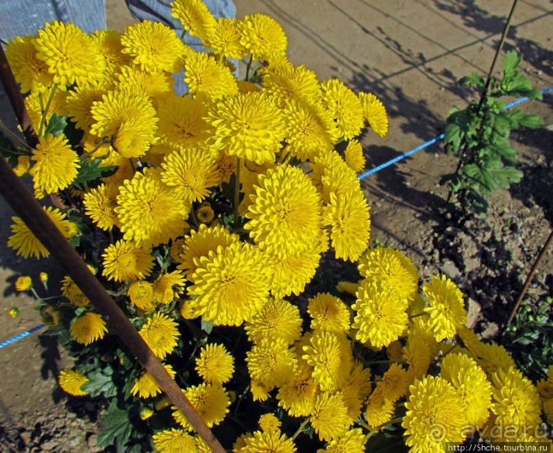 Ежегодный "Бал хризантем" в Никитском Ботаническом саду