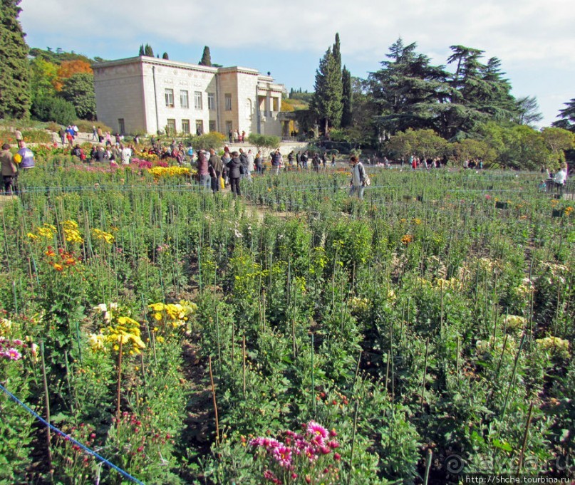 Ежегодный "Бал хризантем" в Никитском Ботаническом саду