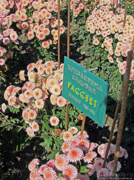 Ежегодный "Бал хризантем" в Никитском Ботаническом саду