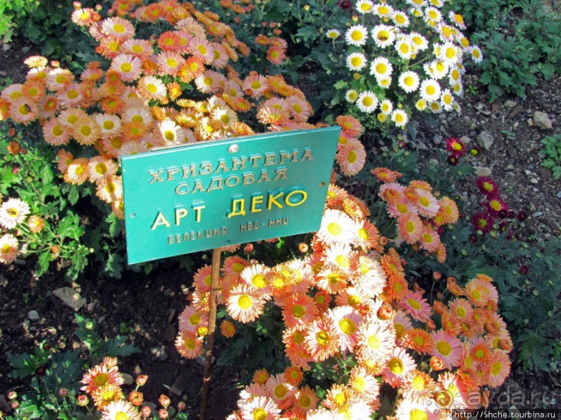 Ежегодный "Бал хризантем" в Никитском Ботаническом саду