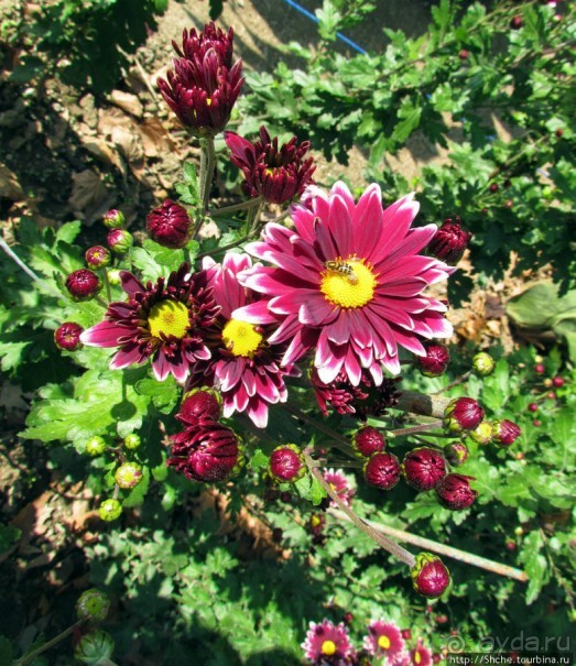 Ежегодный "Бал хризантем" в Никитском Ботаническом саду