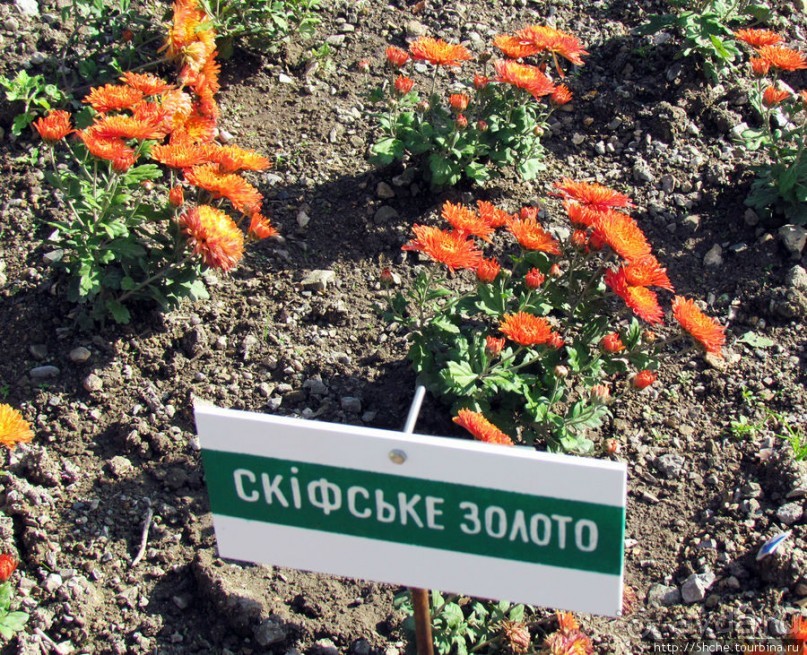 Ежегодный "Бал хризантем" в Никитском Ботаническом саду