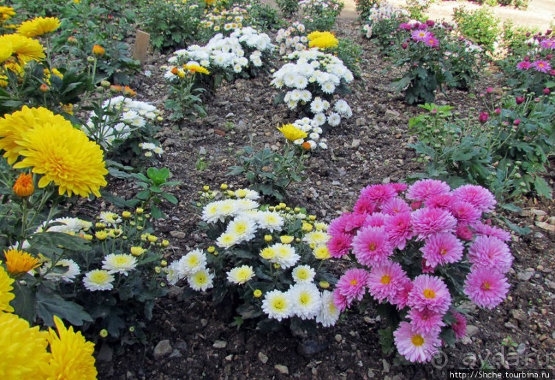 Ежегодный "Бал хризантем" в Никитском Ботаническом саду