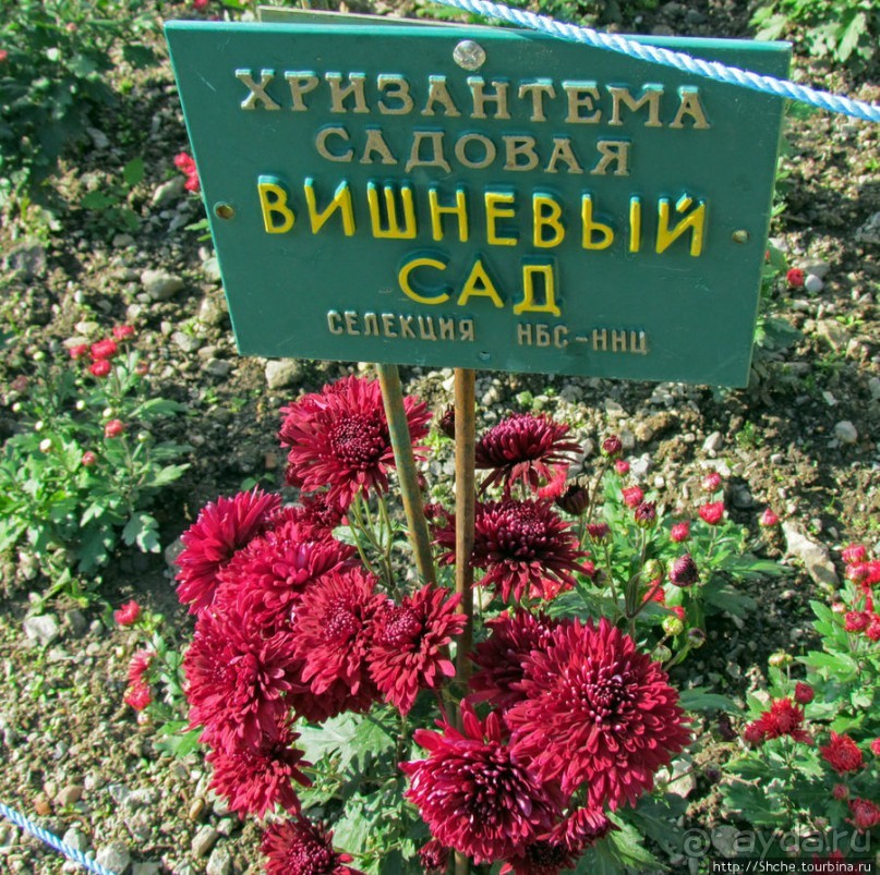 Ежегодный "Бал хризантем" в Никитском Ботаническом саду