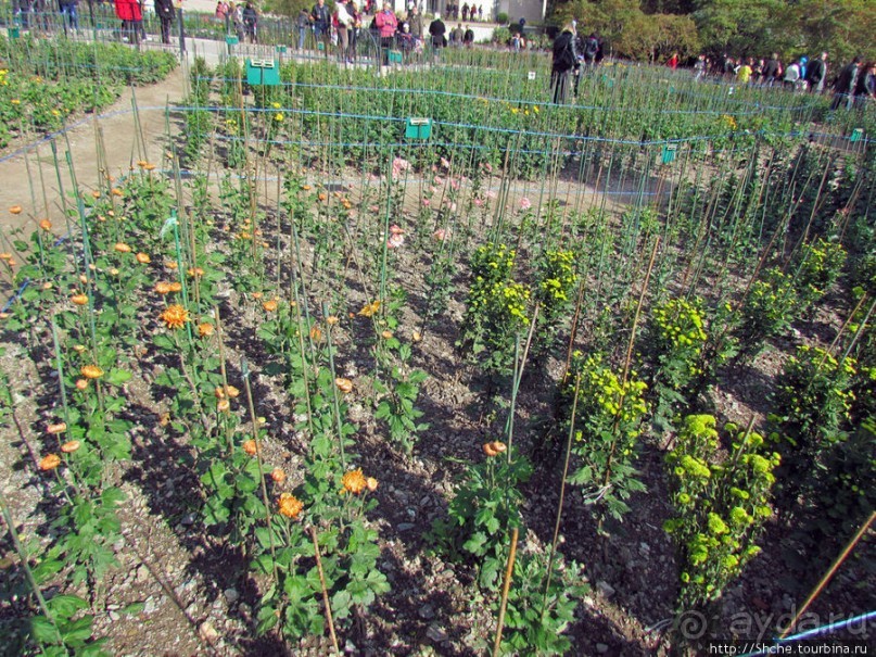 Ежегодный "Бал хризантем" в Никитском Ботаническом саду