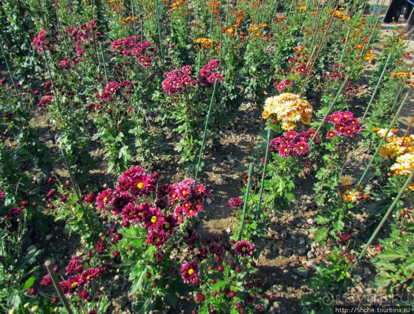 Ежегодный "Бал хризантем" в Никитском Ботаническом саду