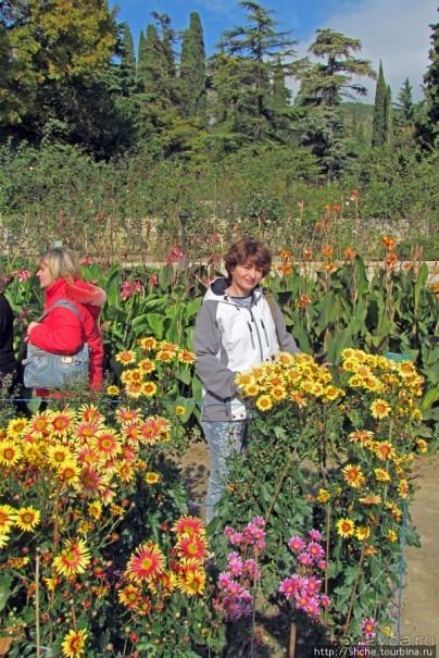 Ежегодный "Бал хризантем" в Никитском Ботаническом саду
