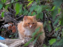 Такая разная Ливадия — дворцовая и не совсем...