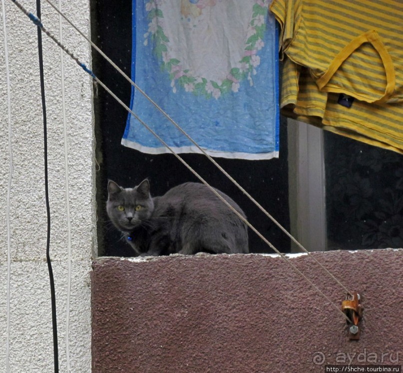 Такая разная Ливадия — дворцовая и не совсем...