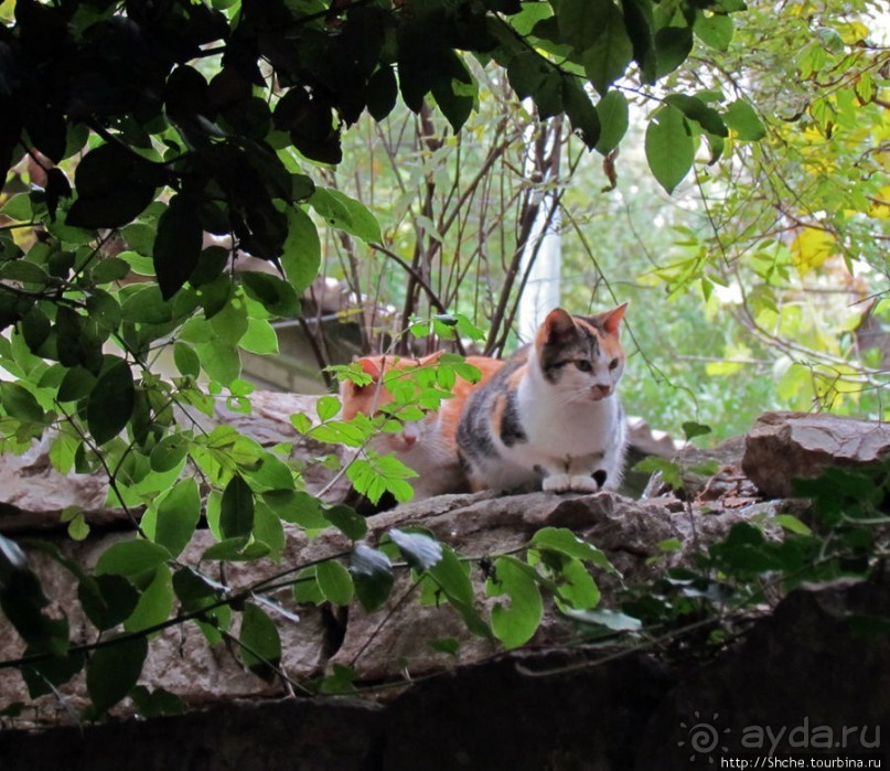 Такая разная Ливадия — дворцовая и не совсем...