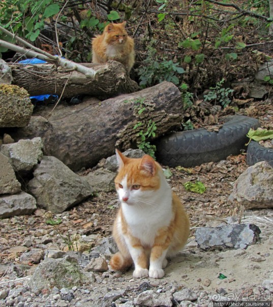 Такая разная Ливадия — дворцовая и не совсем...
