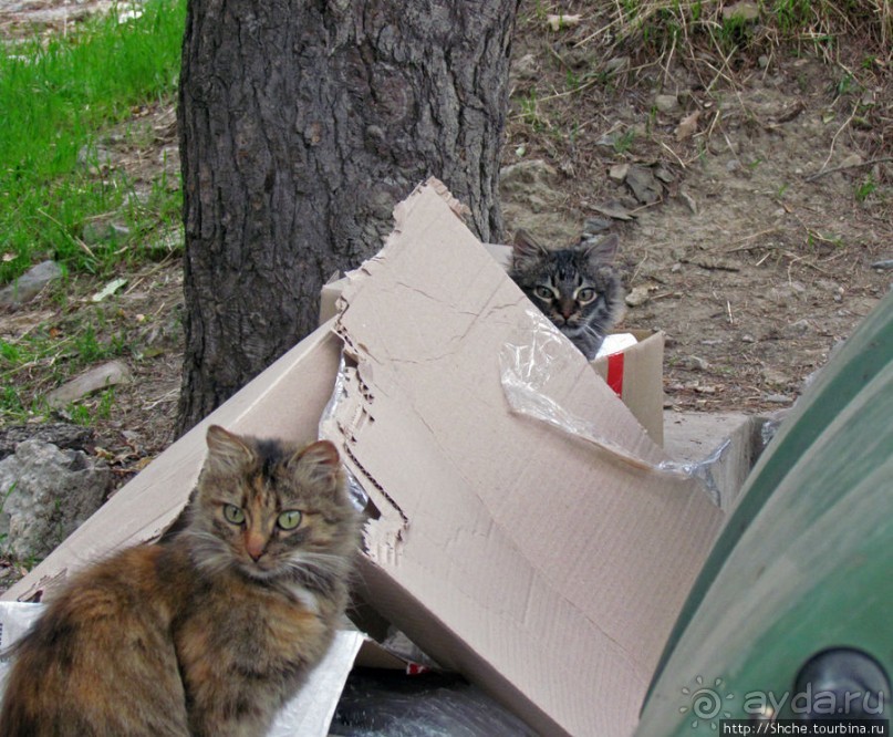 Такая разная Ливадия — дворцовая и не совсем...