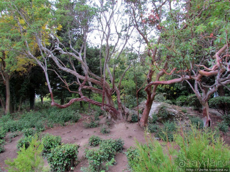 Такая разная Ливадия — дворцовая и не совсем...