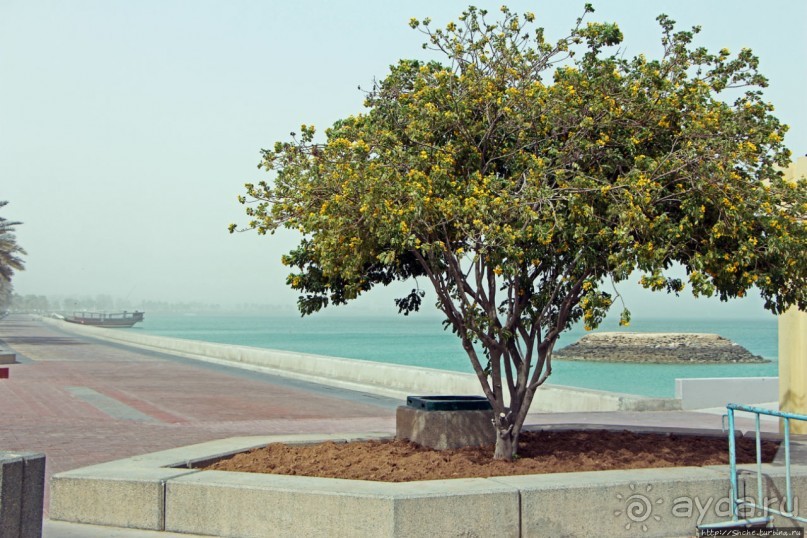 Вышла Доха из тумана