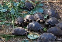 Исследовательская станция Чарльза Дарвина