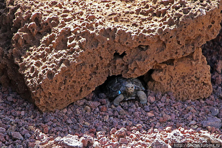 Исследовательская станция Чарльза Дарвина