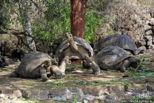 Альбом отзыва "Исследовательская станция Чарльза Дарвина"