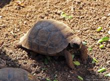 Исследовательская станция Чарльза Дарвина