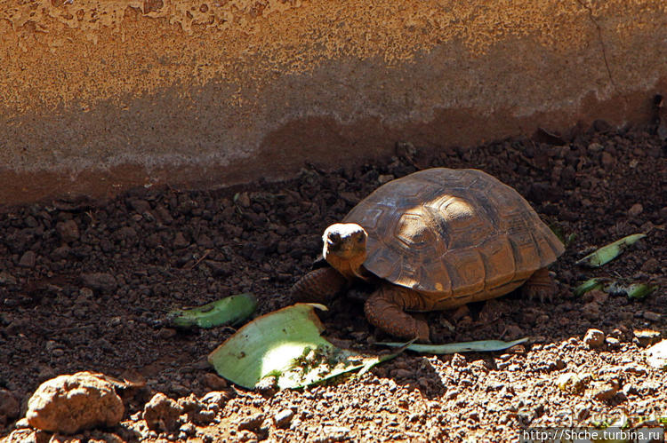 Исследовательская станция Чарльза Дарвина