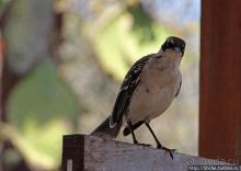 Исследовательская станция Чарльза Дарвина