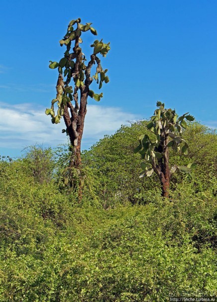 Исследовательская станция Чарльза Дарвина