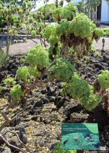 Исследовательская станция Чарльза Дарвина