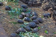 Исследовательская станция Чарльза Дарвина