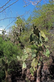 Исследовательская станция Чарльза Дарвина