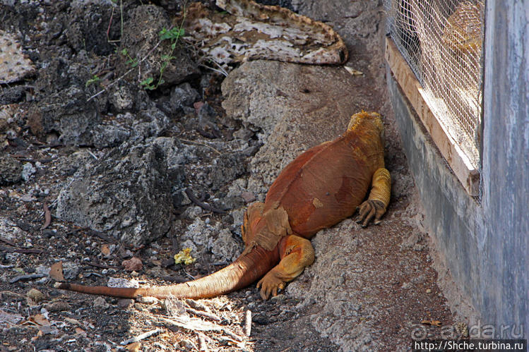 Исследовательская станция Чарльза Дарвина