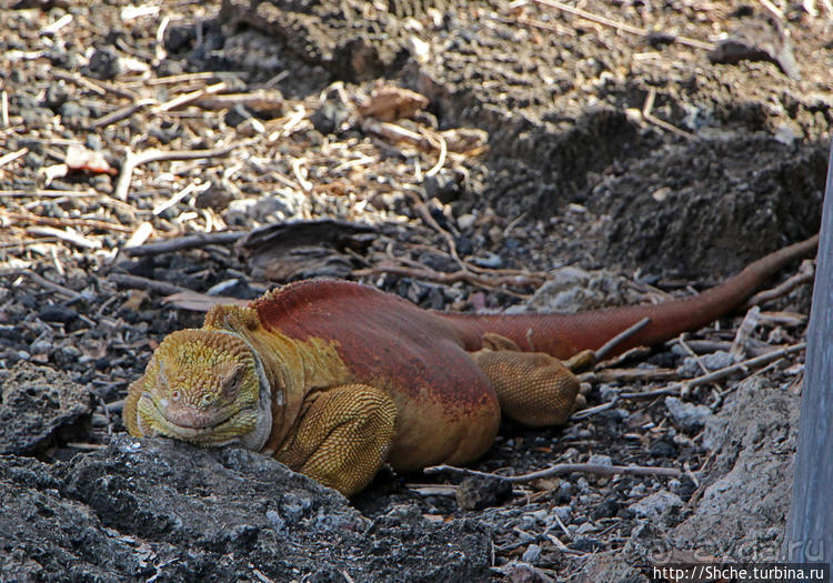 Исследовательская станция Чарльза Дарвина
