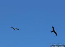 Исследовательская станция Чарльза Дарвина