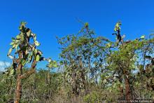 Исследовательская станция Чарльза Дарвина