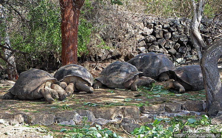 Исследовательская станция Чарльза Дарвина