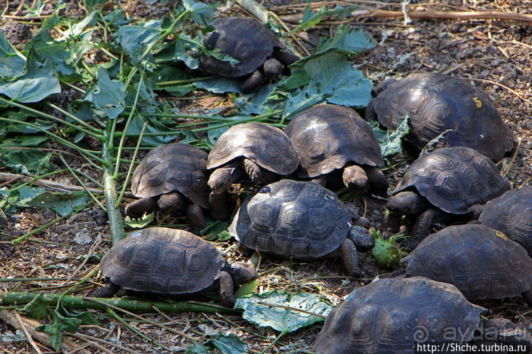Исследовательская станция Чарльза Дарвина