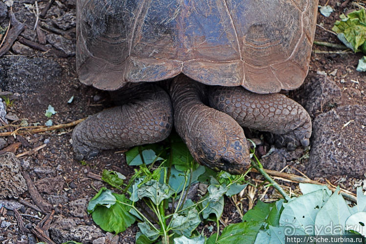 Исследовательская станция Чарльза Дарвина