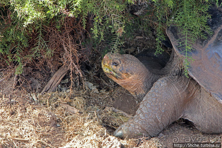 Исследовательская станция Чарльза Дарвина