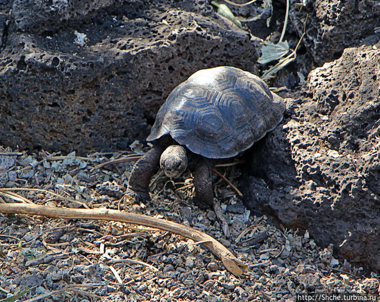 Исследовательская станция Чарльза Дарвина