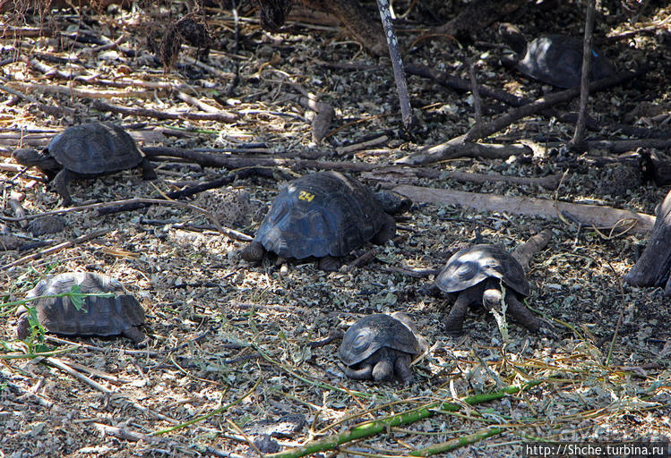 Исследовательская станция Чарльза Дарвина